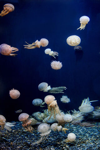 jellyfish-dream