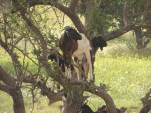 goat-in-tree-moroco-april-2013-jpg