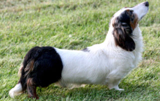 Particolour Longhaired-Dachshund. Photos by Raven Underwood, Creative Commons 2.0