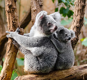 Each generation of koalas seems to improve through gene evolution